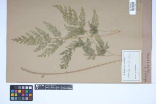 Selaginella vogelii Spring