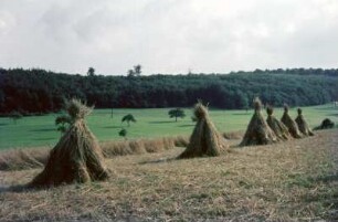Feld mit Getreidegarben
