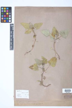Xanthium albinum (Widder) Scholz