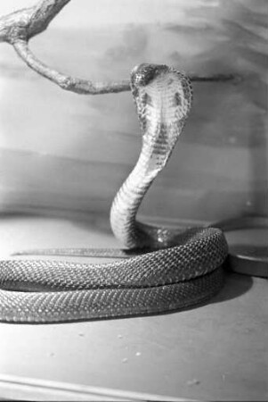Schlangenausstellung aus der Bamberger Schlangenfarm Natrix von Walter Lengel im Kleinen Saal der Stadthalle Karlsruhe