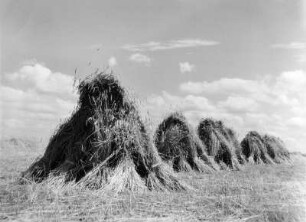 Abgeerntetes Feld mit Strohpuppen