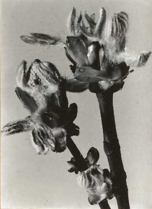 Gewöhnliche Rosskastanie (Aesculus hippocastanum), auch Gemeine Rosskastanie oder Weiße Rosskastanie. Aufbrechende Knospen