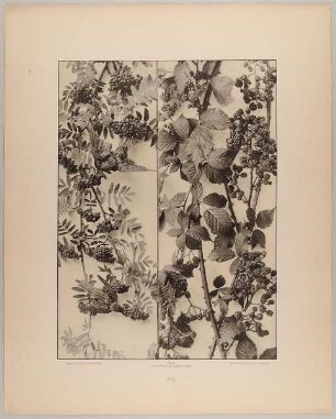 105. Hängegruppe und Füllung aus Eberesche mit Vögeln und Brombeeren