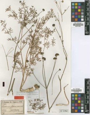 Peucedanum urbanii Aschers. & Sint. ex H.Wolff [isotype]
