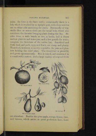 The bread-fruit. The star-apple. The avocado pear. The mango.