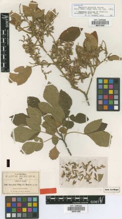 Thouinia pringlei S.Watson [isotype]