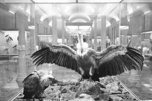 Ausstellung "Wirbeltiere Europas" bei den Landessammlungen für Naturkunde