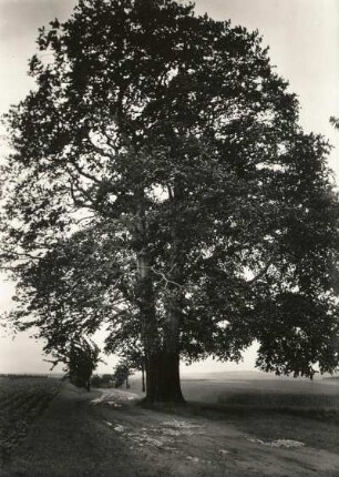 Braunichswalde bei Werdau. Zweistämmige Buche (Fagus) auf dem Flurstück 187