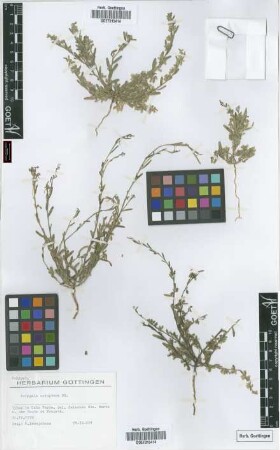 Polygala erioptera DC.
