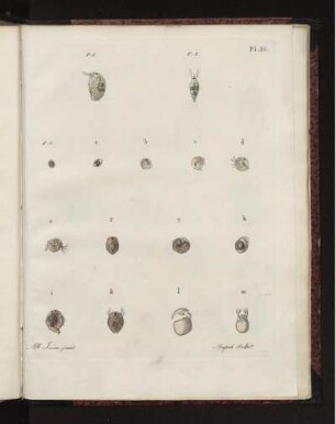 Pl. 16.