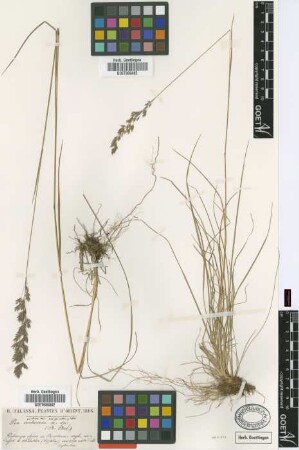 Poa controversa Balansa [type]