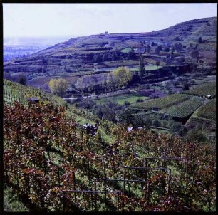 Ihringen: Weinberg mit rotem Laub, von oben