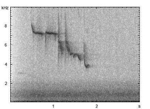 Blaumeise | Cyanistes caeruleus - Gesang