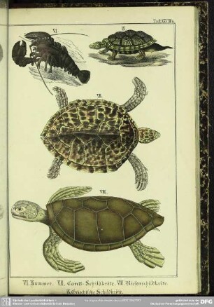 VI. Hummer. VII. Carett-Schildkröte. VIII. Riesenschildkröte. IX. Griechische Schildkröte