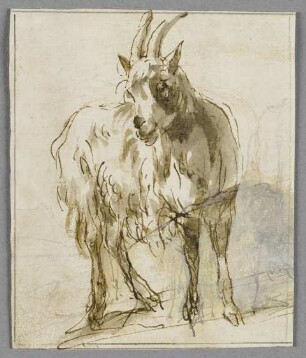 Ziege