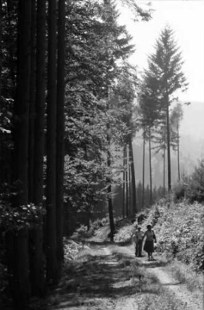 Malterdingen: Waldweg im Muckental