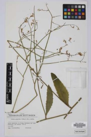 Crambe gigantea (Ceballos & Ortuño) Bramwell