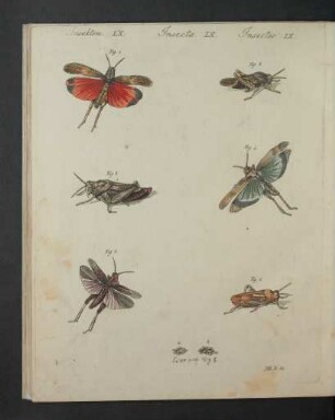 Tafel: Insekten LX. [...]