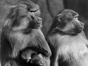 Hamburg. Tierpark Hagenbeck. Mantelpaviane auf dem Freigehege