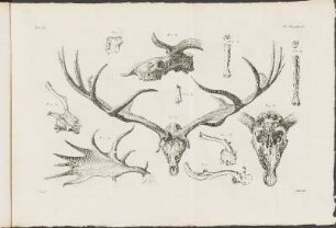 Pl. VII.