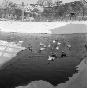 Trave: Beste: Zusammenfluss: Schwäne im Wasser: hinten Häuser des Heiliggeistviertels: Winter