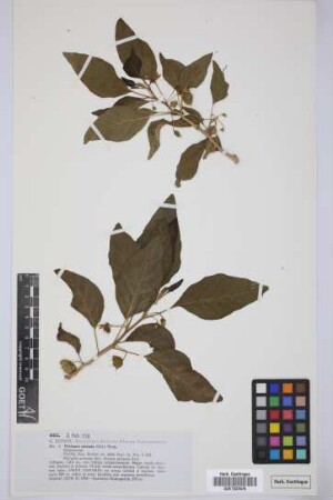 Withania aristata (Ait.) Pauq.