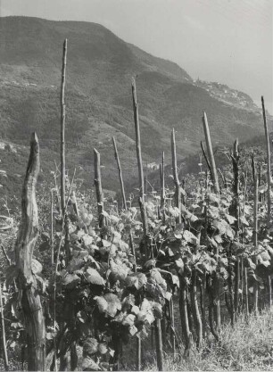 Weinberge Cinque Terre