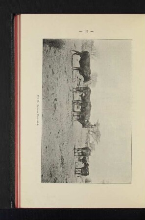 Abb. 36. Besseres Hererovieh.