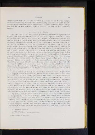 Schienbein, Tibia.