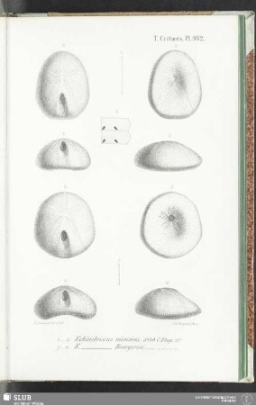 Pl. 962