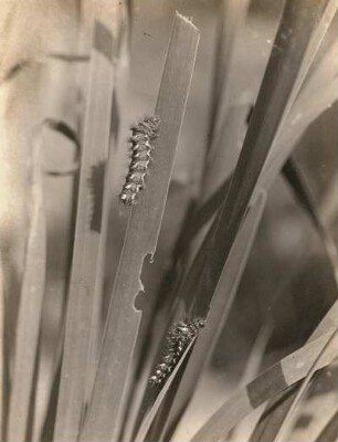 Ampfer-Rindeneule (Acronicta rumicis), auch Ampfereule. Raupe. Leipzig