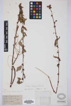 Sida carpinifolia Bourg. ex Griseb.
