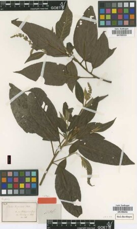 Croton luzoniensis Müll.Arg. [isotype]