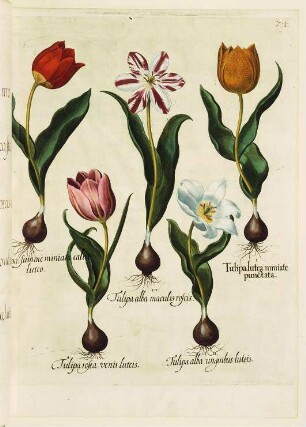 Fünf Tulipa-Darstellungen, Tafel 74