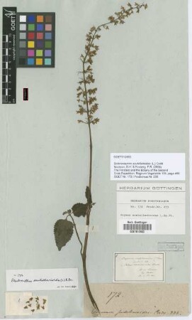 Plectranthus scutellarioides (L.) R.Br.