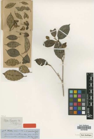 Blakea spruceana Cogn. [type]