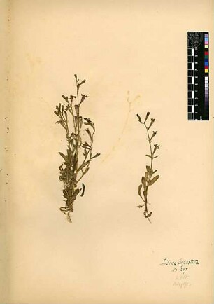 Caryophyllaceae Silene colorata Poir Poiret, Jean Louis Marie (1755 - 1834) [Wadi Kelt (Trockental)]