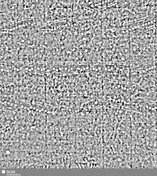 Lilienschild + IESV / LW = S.1/2