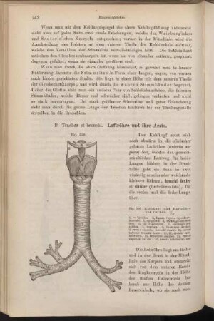 B. Trachea et bronchi. Luftröhre und ihre Aeste.