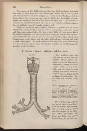 B. Trachea et bronchi. Luftröhre und ihre Aeste.