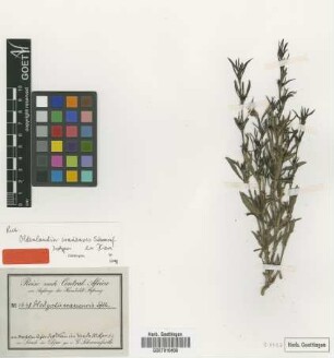 Oldenlandia wauensis Schweinf. ex Hiern [isotype]