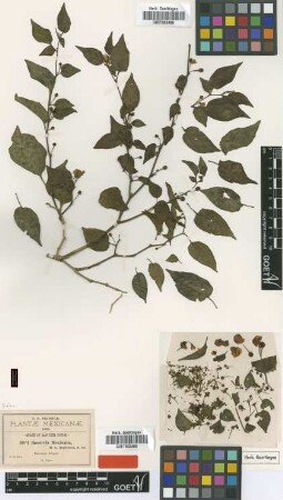 Bassovia mexicana B.L.Rob. [type]