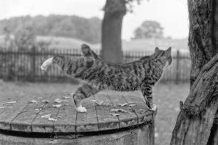 Hauskatze "Mäusepaule", Damnatz/Elbe, Wendland, Deutschland, 2000