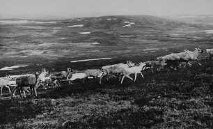 Archivfotografie "motive_tiere_wild_rentiere_3530"