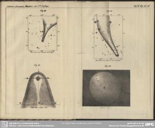 Taf. 6. Fig. 23-26