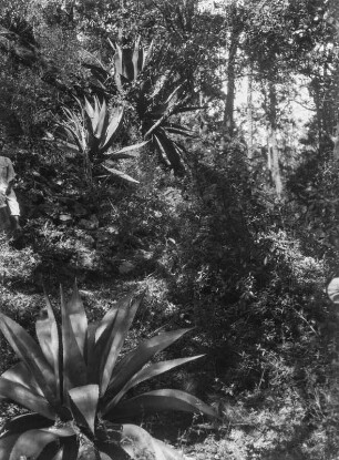 Agaven : Agavenpflanzen und umliegende Vegetation.