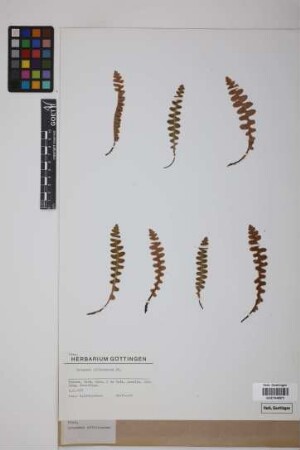 Ceterach officinarum DC.