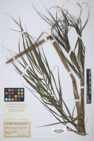 Chamaedorea graminifolia H.Wendl.