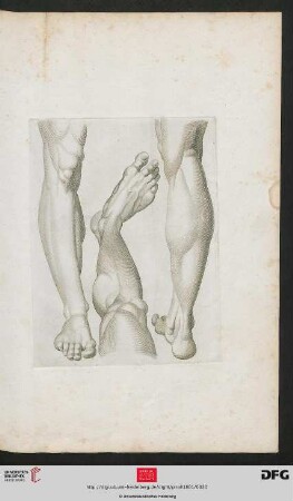 [Taf. 19] [Beine (Schraffur)]
