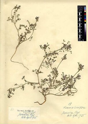 Papaveraceae Fumaria micrantha La Gasca, Mariano (1776 - 1839) [Jerusalem, Yerushalayim, El Quds, Al-Quds, Al Quds, El Quds Esh Sherif, Al-Muqaddas, Jérusalem, Gerusalemme, Jerusalén, Aelia Capitolina, Colonia Aelia Capitolina, Hierosolyma, Urusalim, Jerusalem]
